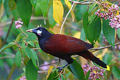 Montezuma Oropendola